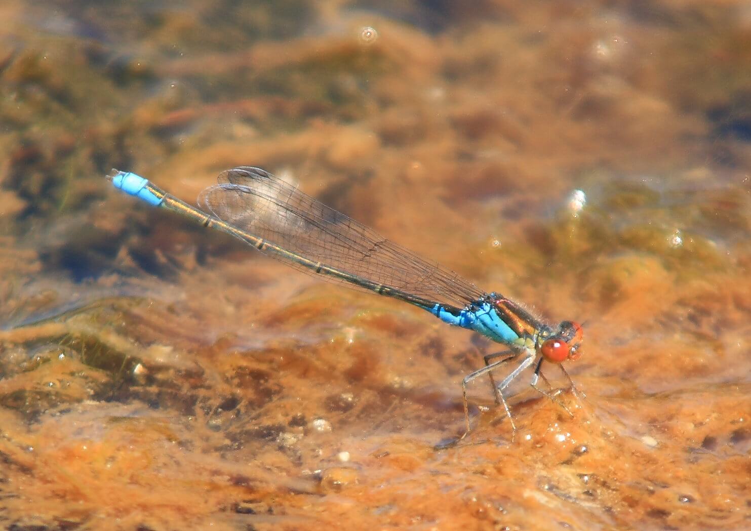 Male Small Red-eyed Damselfly by Helder Conceição